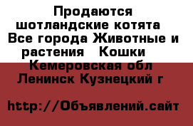 Продаются шотландские котята - Все города Животные и растения » Кошки   . Кемеровская обл.,Ленинск-Кузнецкий г.